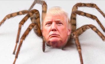 You've Been Trumped gallery image
