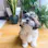 Full Moon Shih Tzus