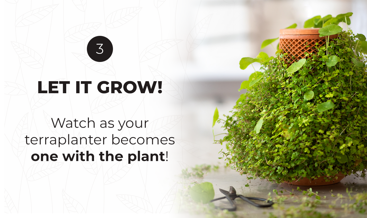 terraplanter gallery image