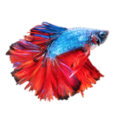 Betta Fish - Virtual Aquarium
