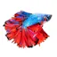 Betta Fish - Virtual Aquarium