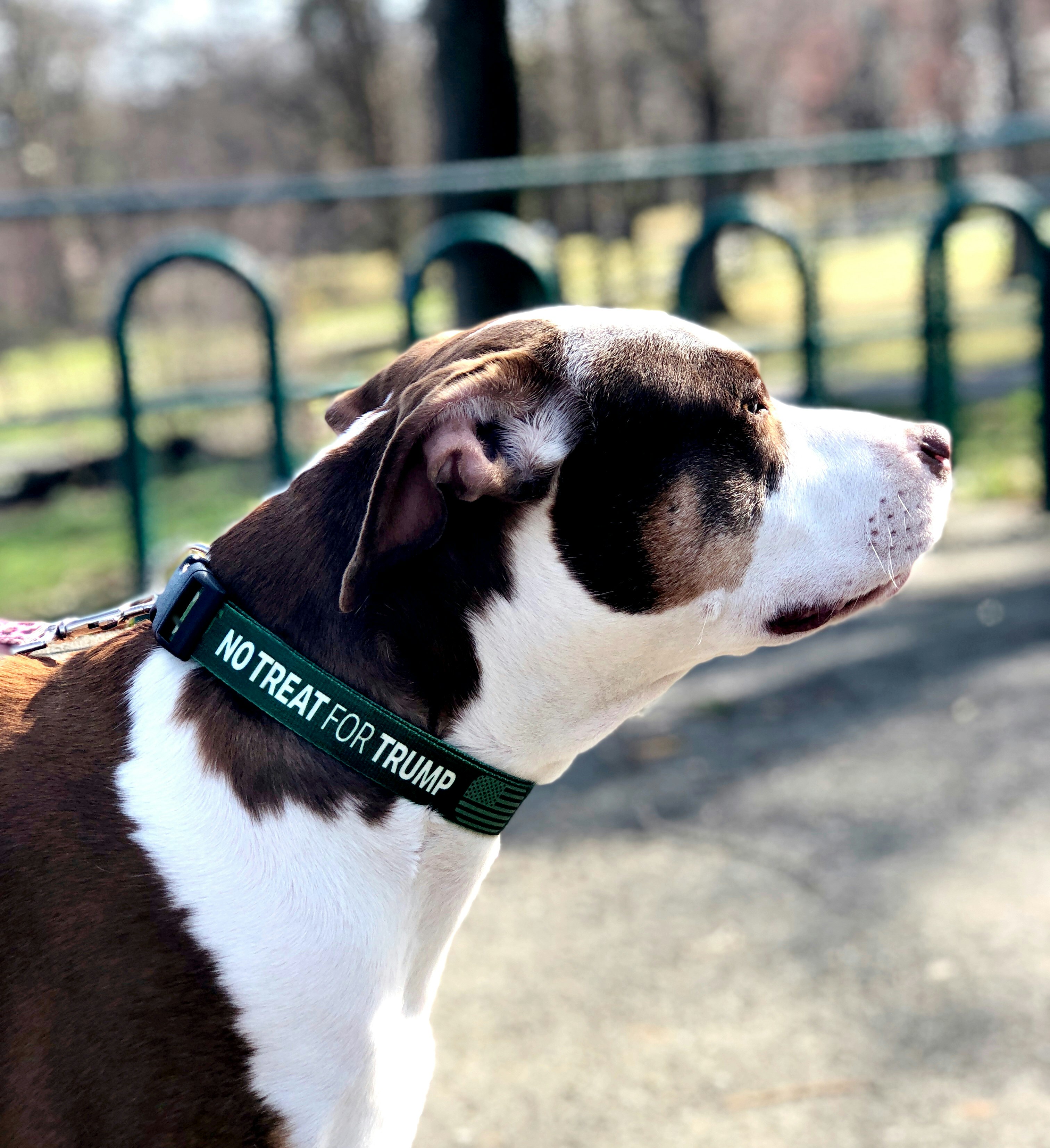 No Treat For Trump gallery image