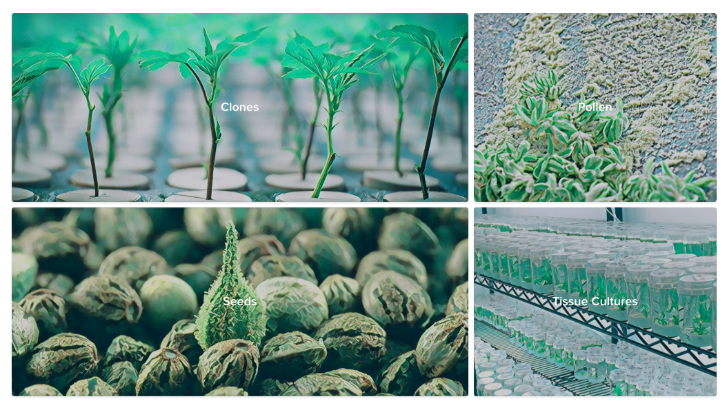 Strainly gallery image