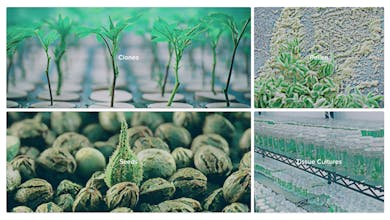 Strainly gallery image