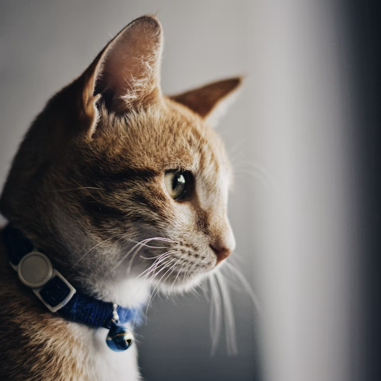 Simples catgpt