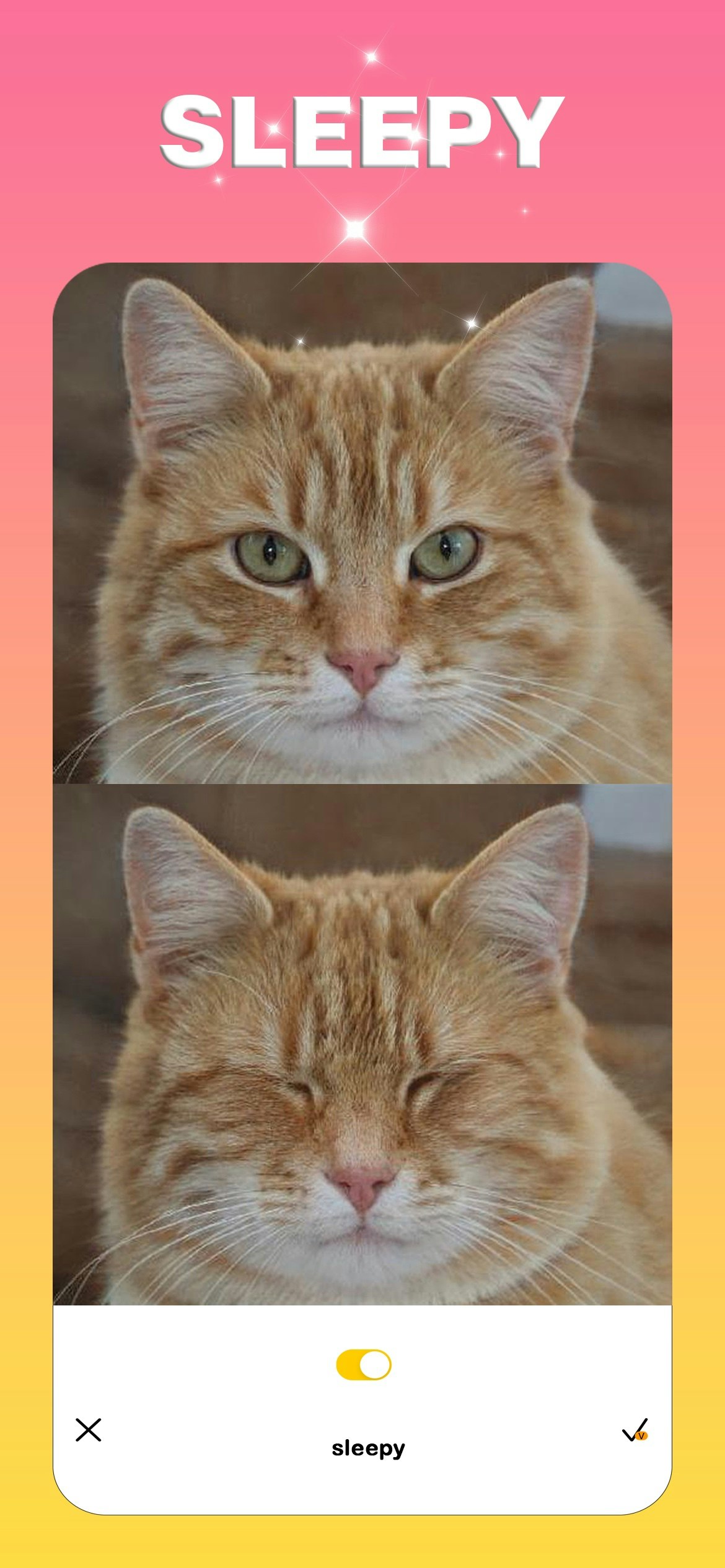 Catpic media 3