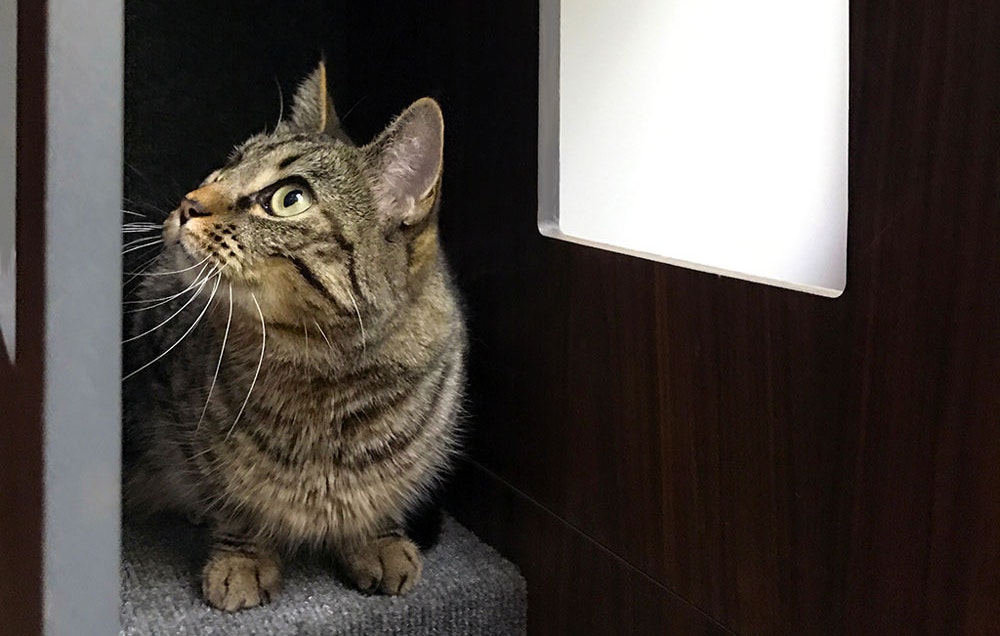 Cat Case on Kickstarter