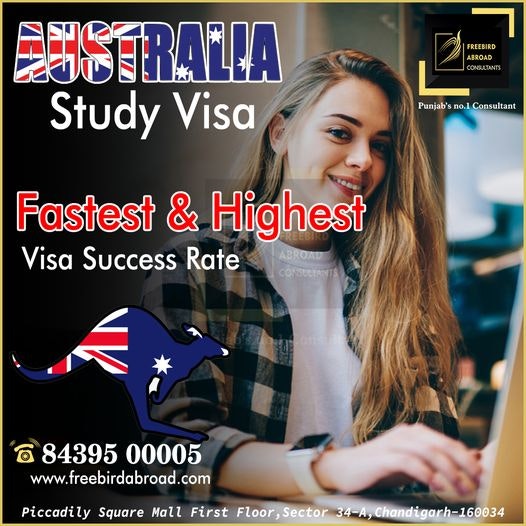 freebirdAbroad Netwalks Consultant