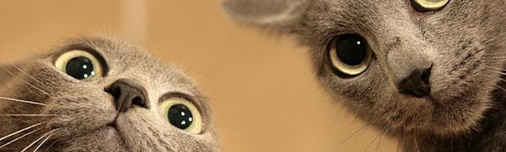 CATS Right Meow gallery image