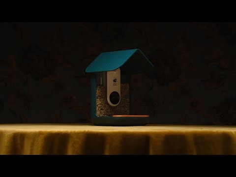 Bird Buddy gallery image