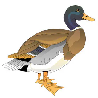 Wild Duck IMAP server