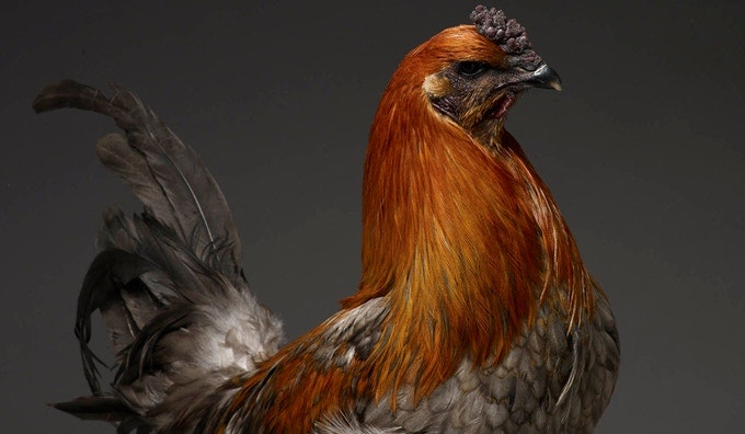 CHICken gallery image