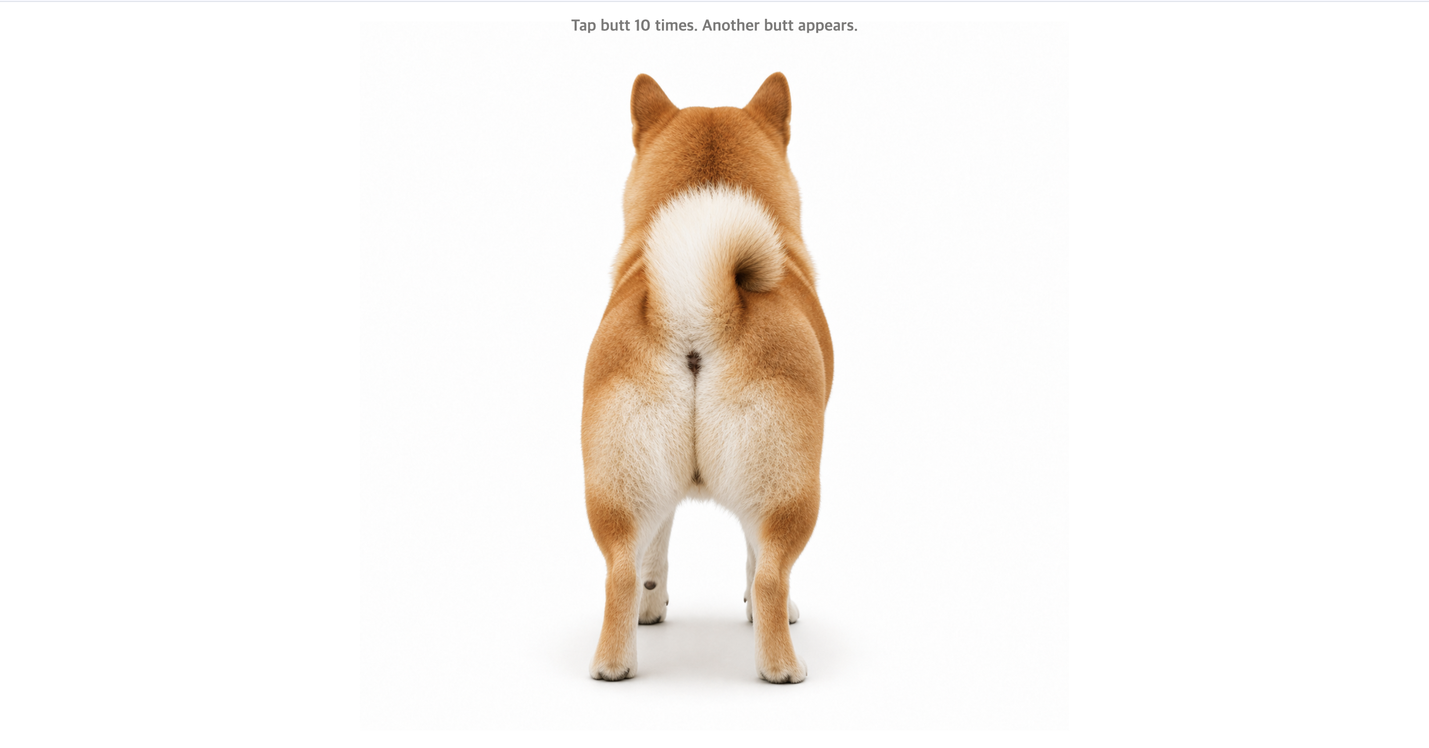 Shiba Squish gallery image