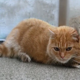 This Cat Does Not Exist Image