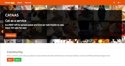 Cat As A Service (CATAAS) gallery image