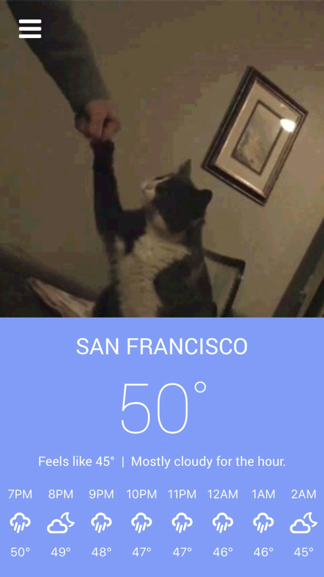 Meowzr gallery image