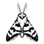 Moth