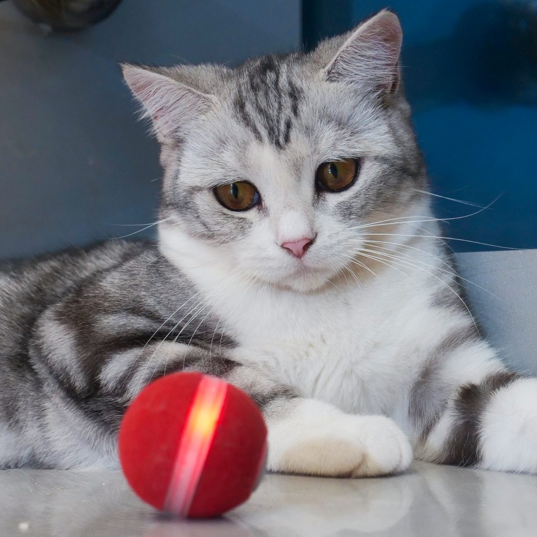 Cheerble Board Game gallery image