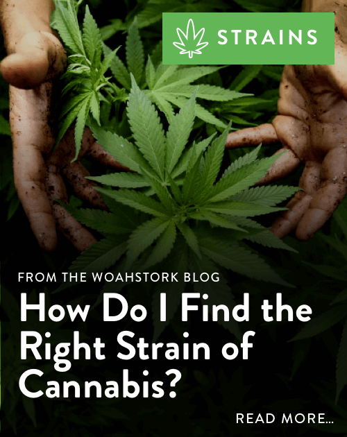 WoahStork gallery image