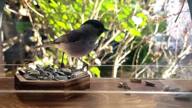 GlamBird | Window Bird Feeder - Feed and observe wild birds 🐦directly from your window. media 2