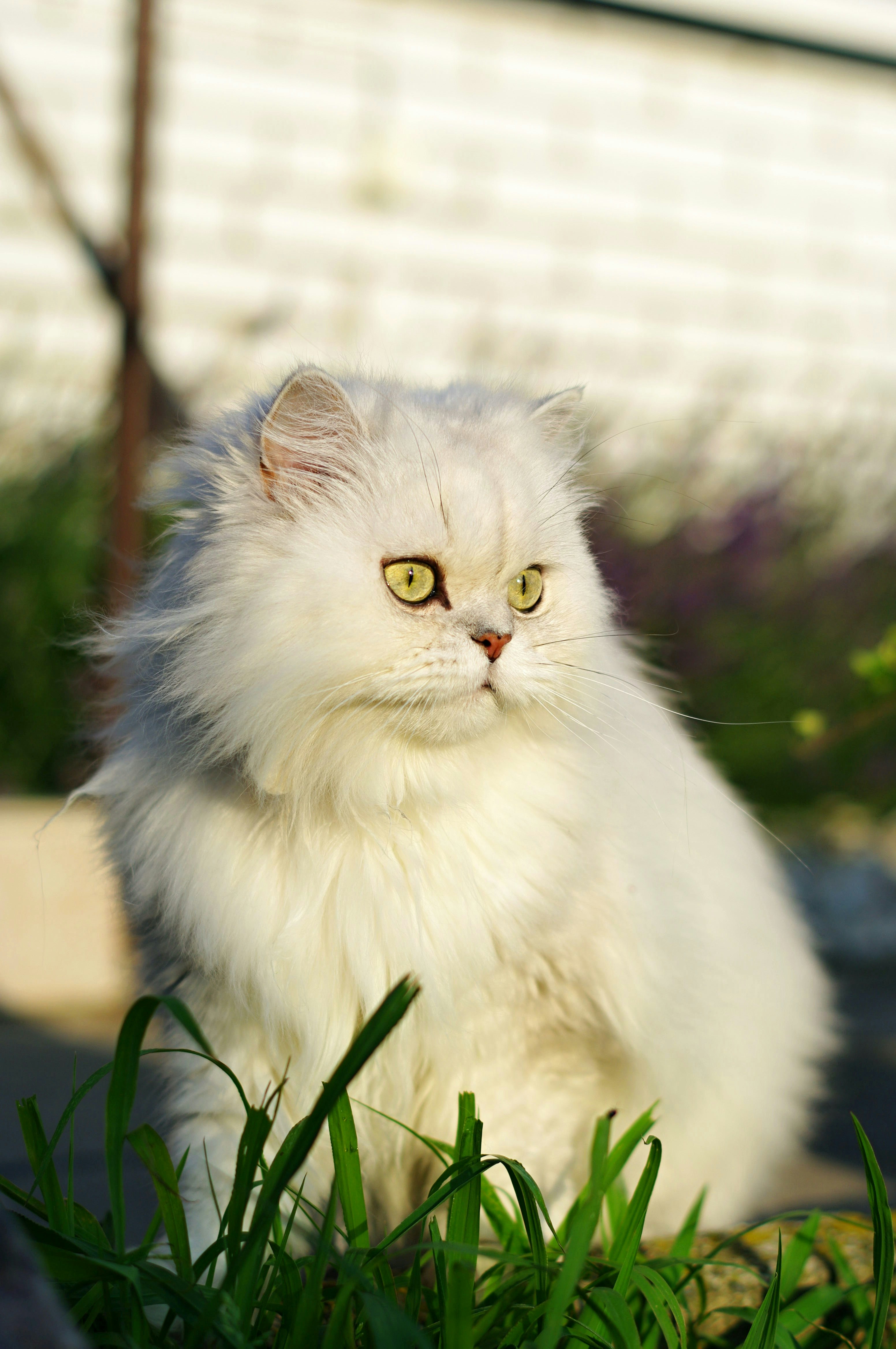Anak kucing Parsi untuk dijual