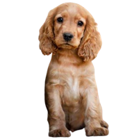 Premium Pet House gallery image