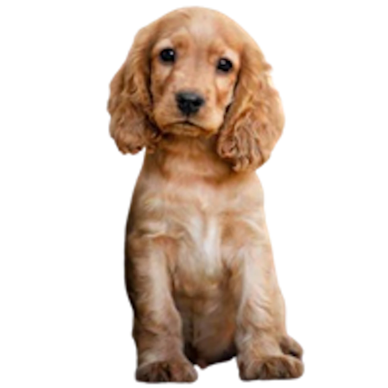 Premium Pet House screenshot 5