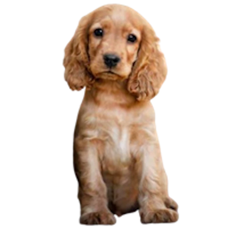 Premium Pet House screenshot 5