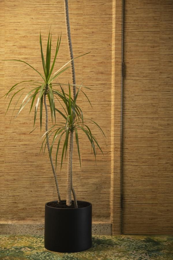 Outdoor Cylinder Planter