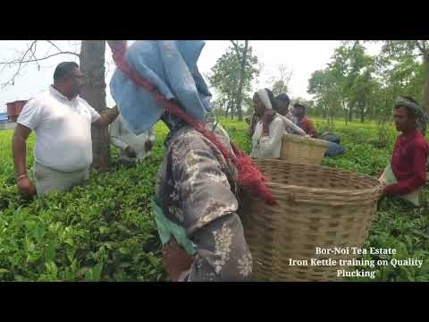 HIMALAYAN MOUNTAIN GREEN TEA 100 Grams gallery image