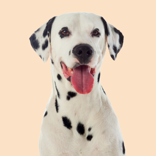 PawsitiveOne™ | The Sustainable Store gallery image