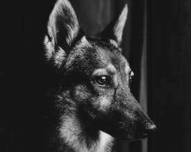 X-CHROME for Lightroom gallery image