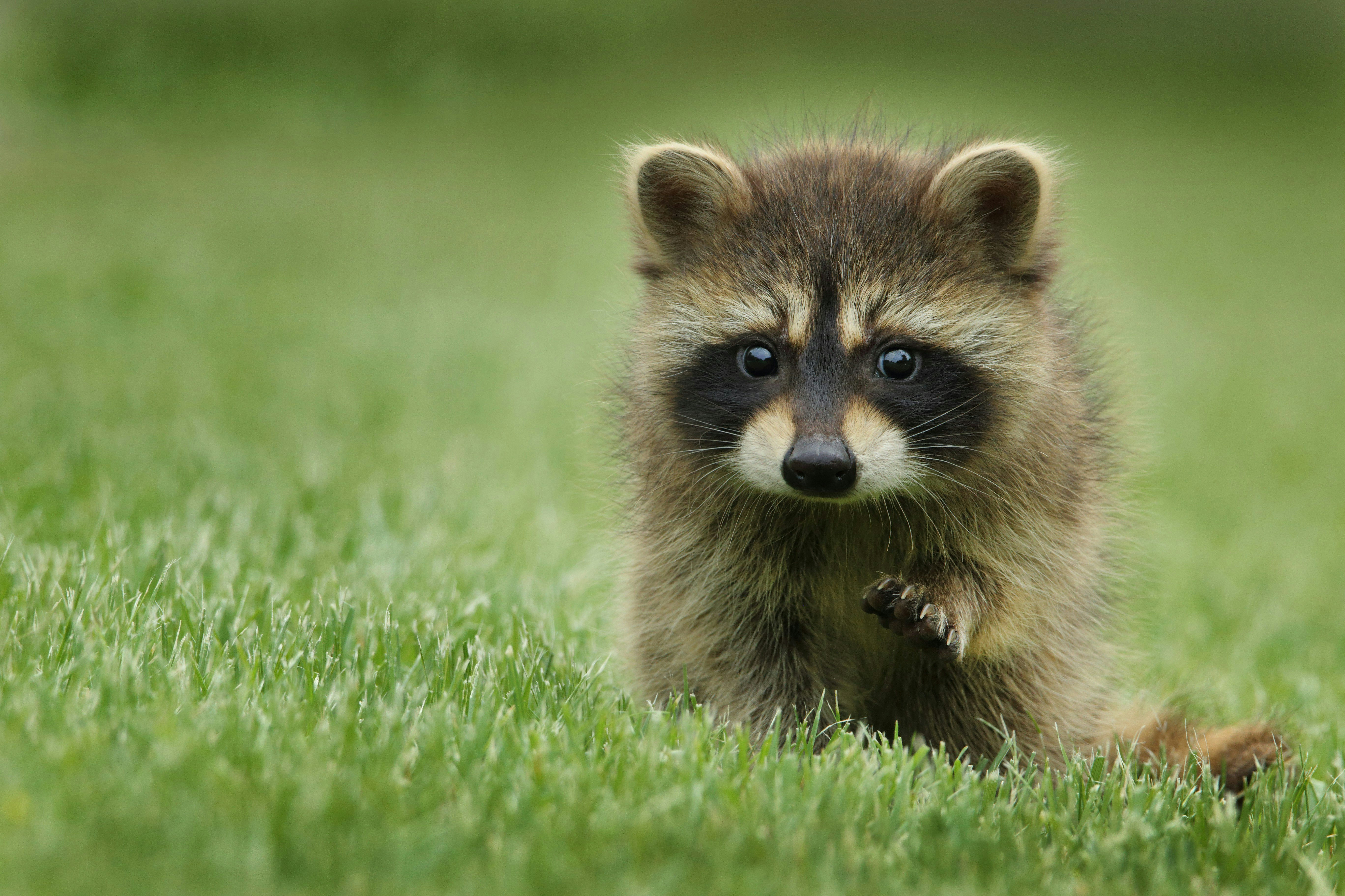 Animal Watch gallery image
