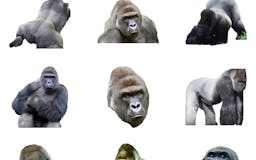 Jarambe - Gorilla Sticker Pack media 2