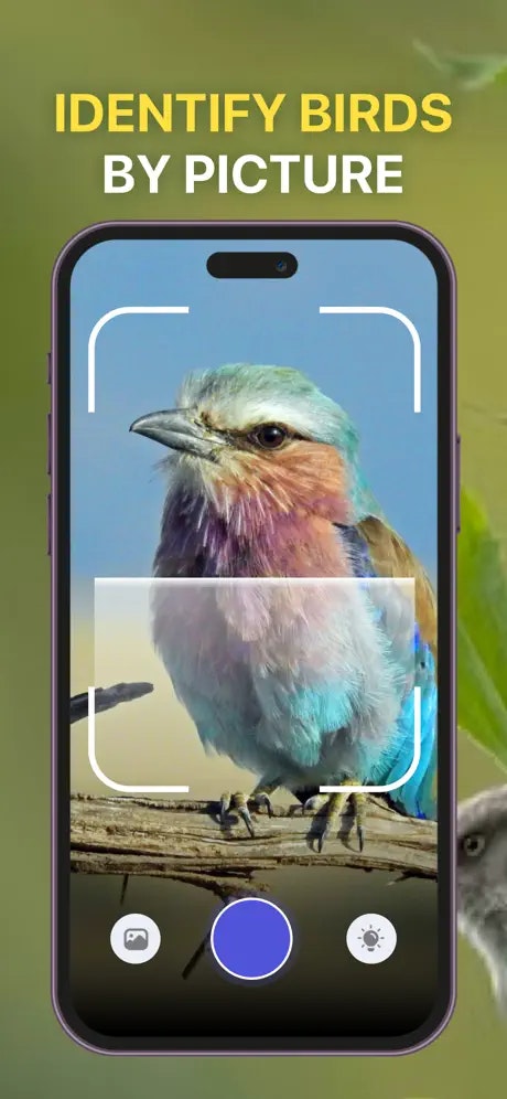 Bird Sounds 식별자 호출 ID - 방금 본 새는 무엇입니까?이 앱은 그것을 알고 있습니다! 미디어 4