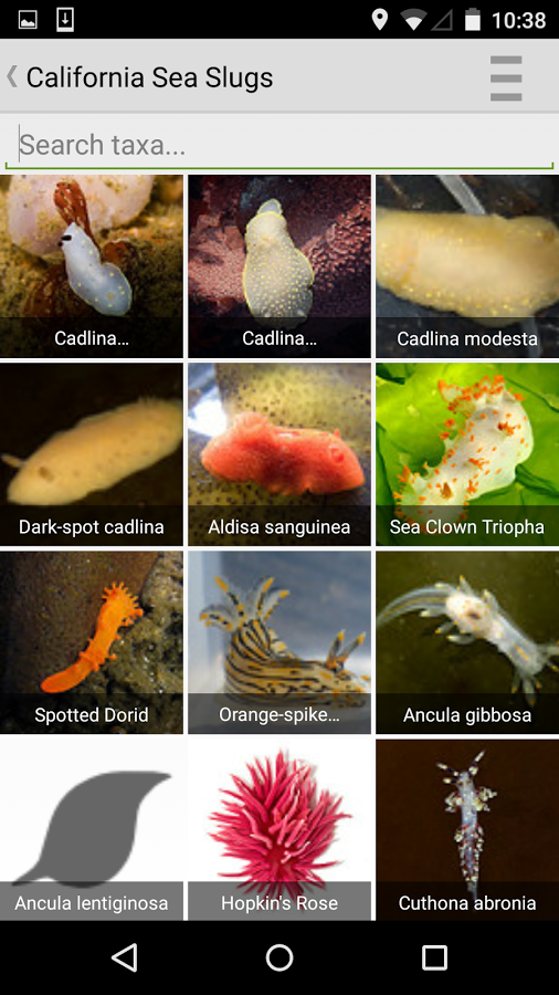 iSeahorse gallery image