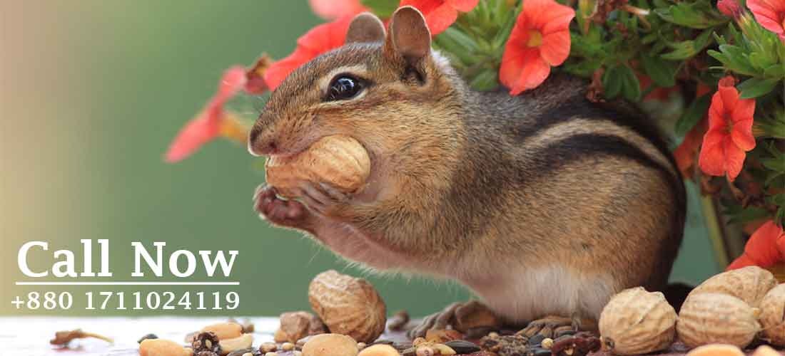 SM Pest Control CTG gallery image