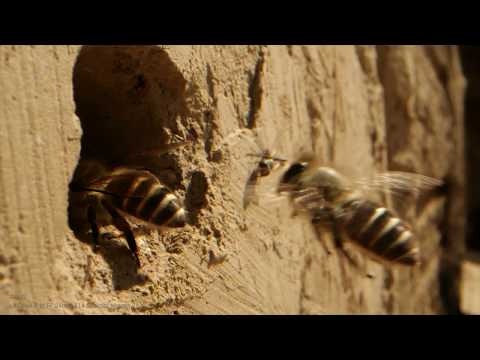 Laowa Probe Lens gallery image