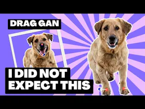 DragGAN gallery image