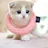 scottish fold kittens for sale