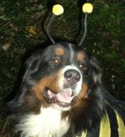 Bee Dogs gallery image