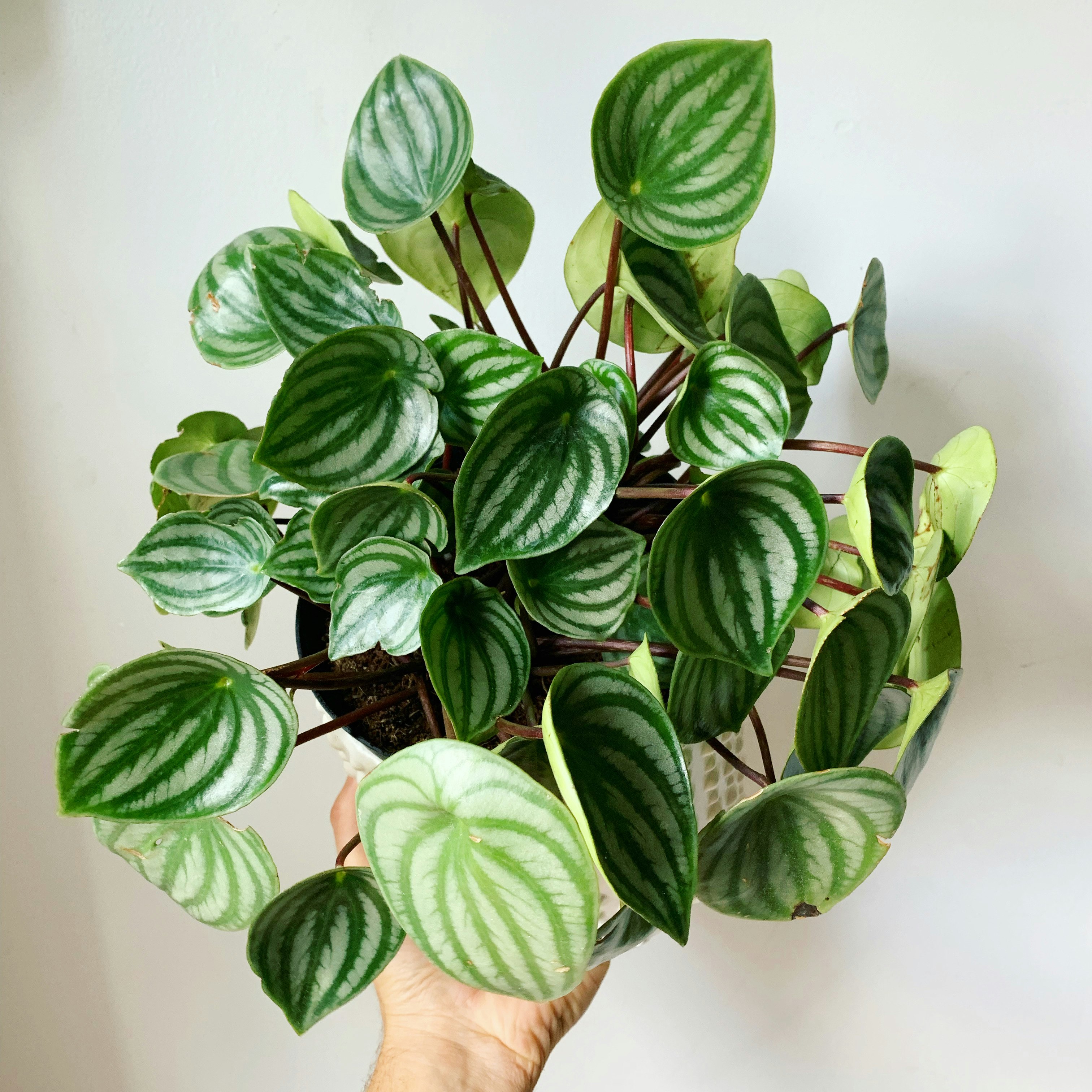 Plantsee gallery image