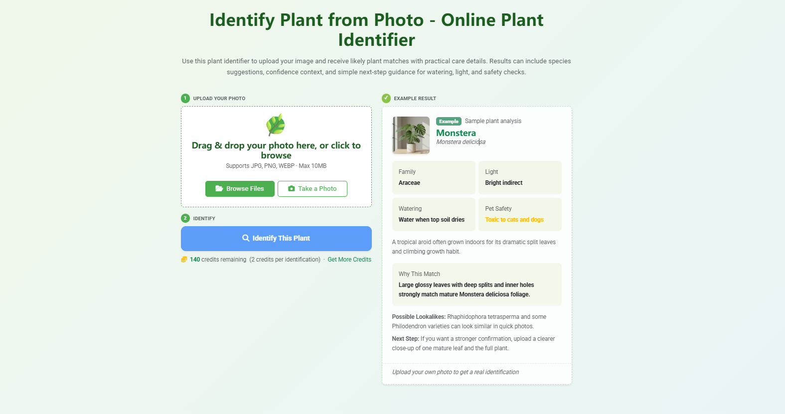Plant Identifier gallery image