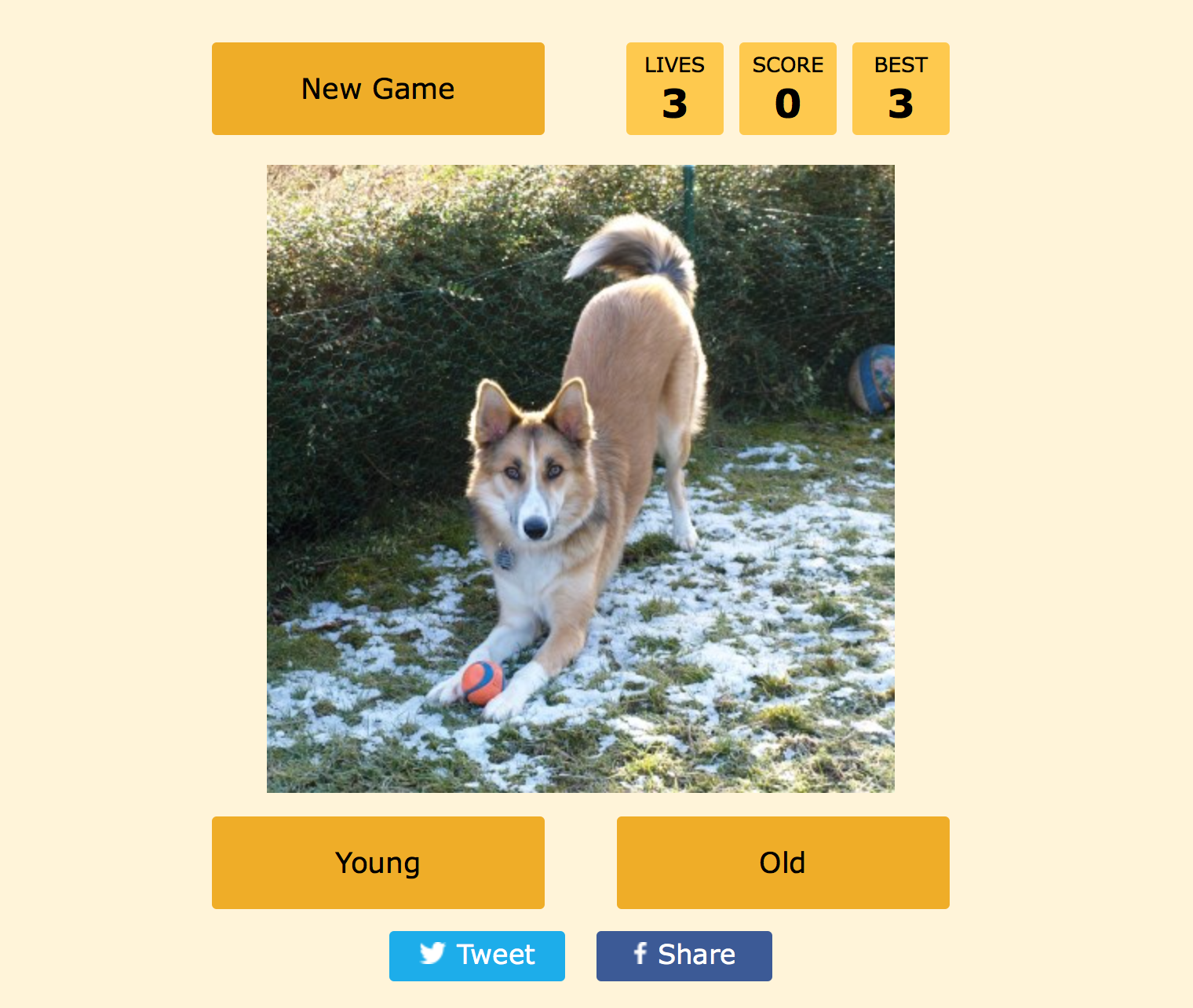 How old is that dog? gallery image