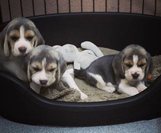 beaglesforsale