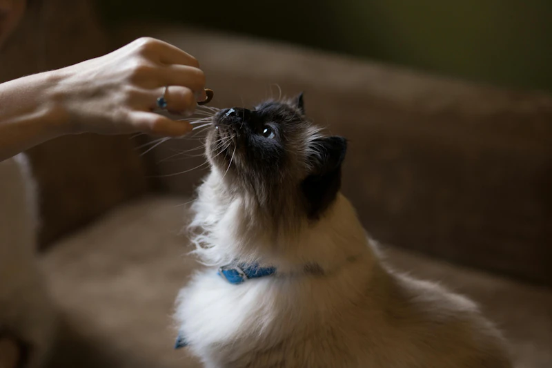 LuxeCatLife screenshot 3