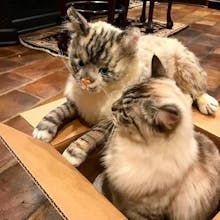 Petsies gallery image