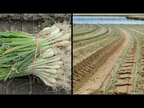 VidaliaOnions.com gallery image