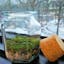 New hexagonal jar to our moss