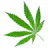 Inside Marijuana